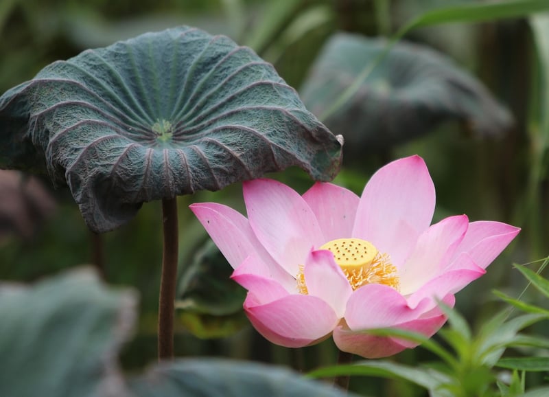 Lotus position for meditation